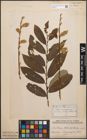 Foto von Salix caprea L. x Salix purpurea L.